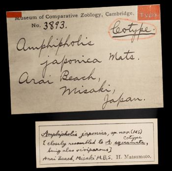 Media type: image;   Invertebrate Zoology OPH-3893 Description: Handwritten labels for this specimen included in the specimen tray.;  Aspect: labels